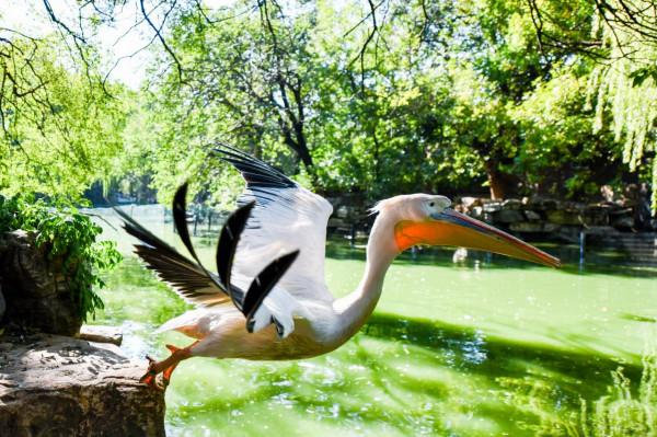 圍觀北京動物園水鳥體檢現場:鳥兒也不愛被捅嗓子眼兒 圍觀北京動物園水鳥體檢現場:鳥兒也不愛被捅嗓子眼兒