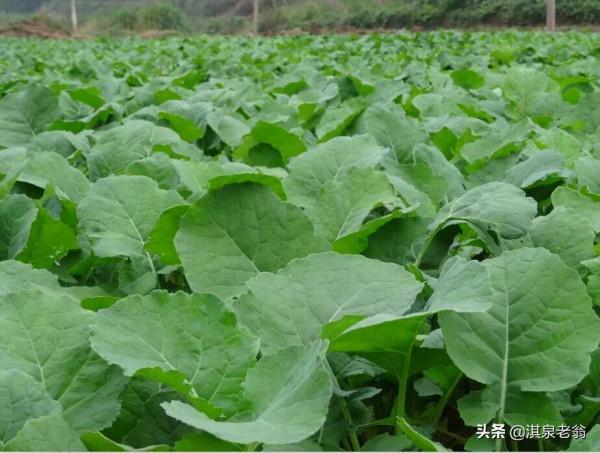 油菜如何移栽,才能形成壯苗越冬 油菜如何移栽,才能形成壯苗越冬