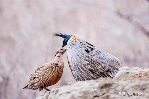 野性貴州 有問必答丨是鳥卻不擅長飛行，但它可以&OpenCurlyDoubleQuote;飛沙走石&rdquo;