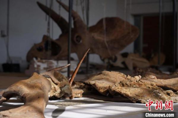 國際最新研究：“大約翰”三角龍頭骨創傷或與同類恐龍戰鬥造成