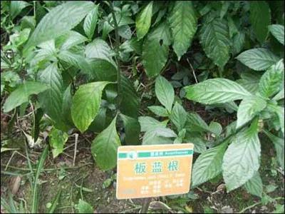 市場上比較緊俏的藥材有哪些?種植藥材,選對品種是關鍵 市場上比較緊俏的藥材有哪些?種植藥材,選對品種是關鍵