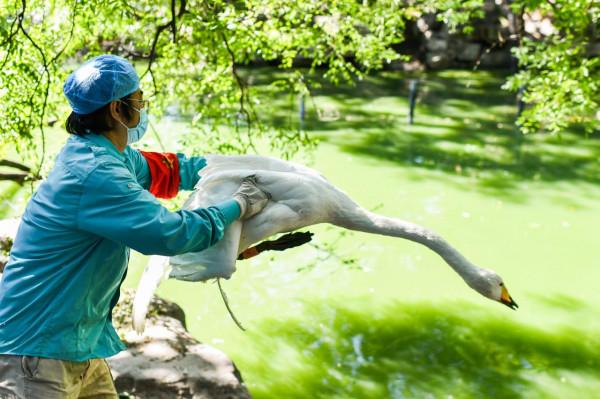圍觀北京動物園水鳥體檢現場:鳥兒也不愛被捅嗓子眼兒 圍觀北京動物園水鳥體檢現場:鳥兒也不愛被捅嗓子眼兒