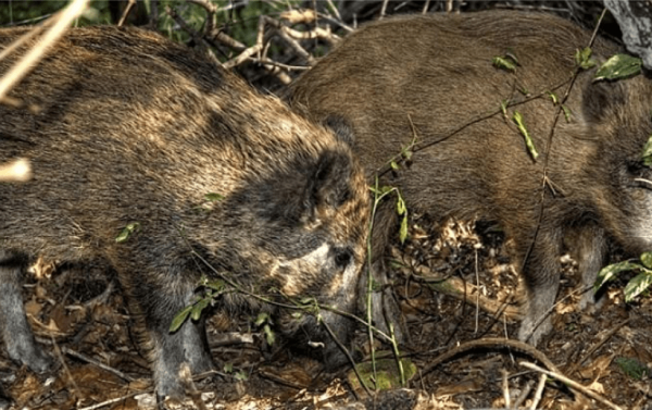 鵝糞能殺蛇,是否有科學道理?為什麼蛇會怕大鵝? 鵝糞能殺蛇,是否有科學道理?為什麼蛇會怕大鵝?