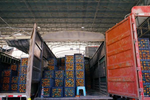 在這裡我毫不焦慮，還實現了水果自由