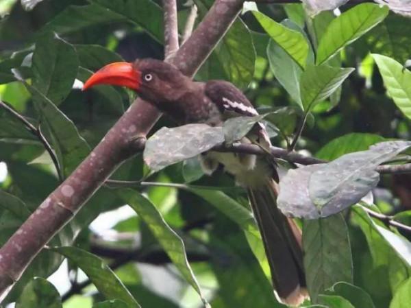 46種奇特的鳥欣賞