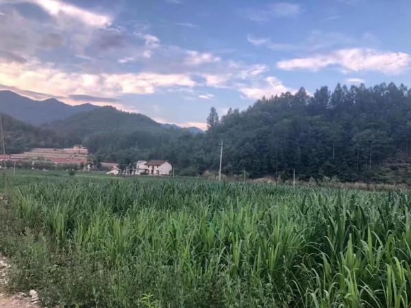 回民的養羊經值得學習