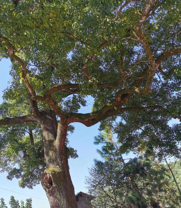 童年時的青岡山