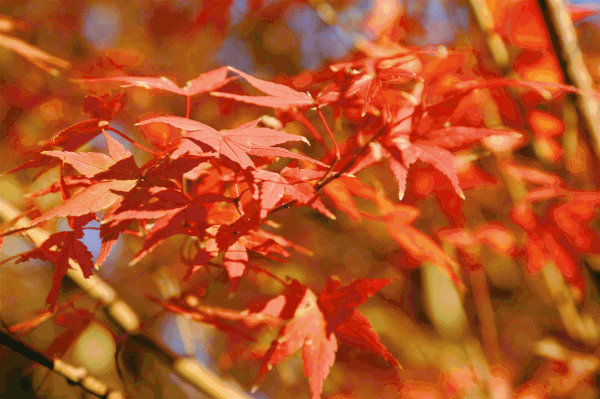 顧村公園的秋冬限定美景已上線！一起來看→