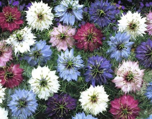 這種花,插花太有氣質了 這種花,插花太有氣質了