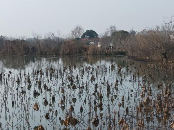 來自北賽湖探釣意外發現——外來物種