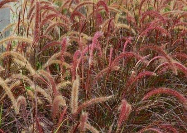 紫葉狼尾草會不會是下一個網紅