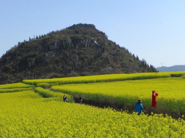 我對羅平的油菜花似乎也有&OpenCurlyDoubleQuote;七年之癢&rdquo;