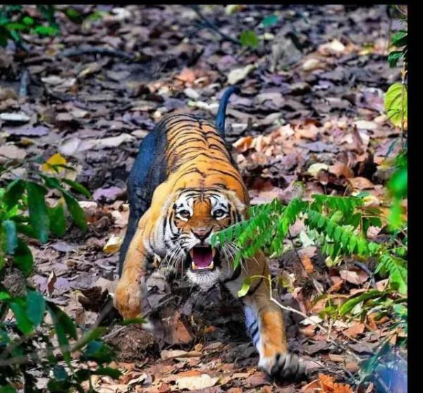動物界奇趣瞬間抓拍，豐富多彩，異彩紛呈，難得一見，太驚豔了