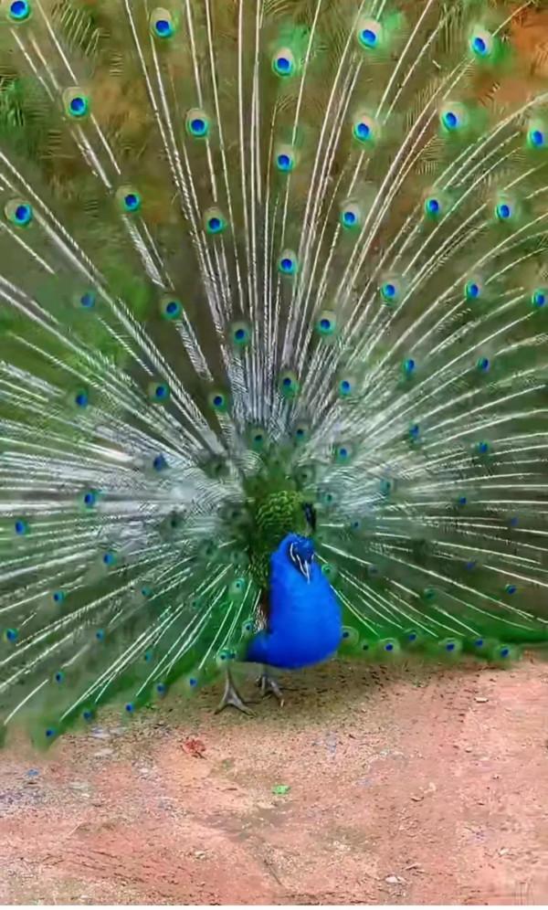 孔雀開屏。