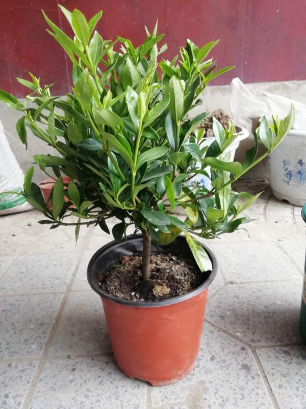 養花不會換盆？看我如何給小葉梔子換盆，一步一步操作給你看