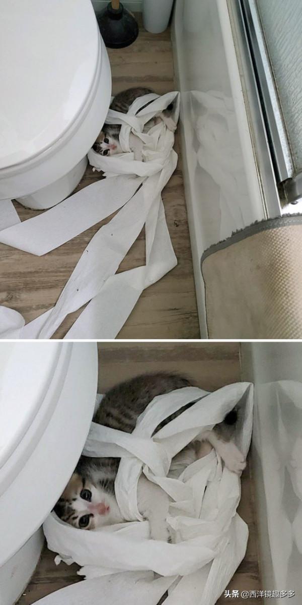 心疼主人一秒鐘，看看這些闖禍精和它們的“罪行”