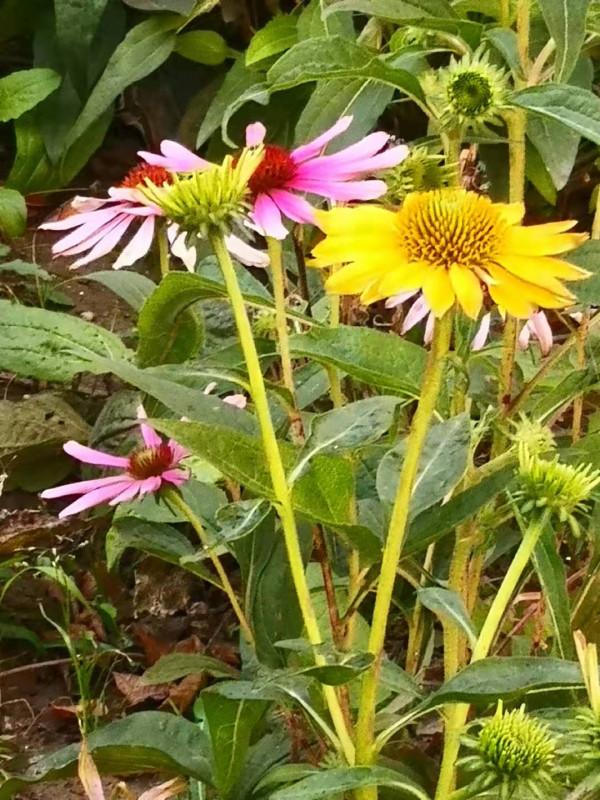 林深 （詩歌外九首）北京 張新貴