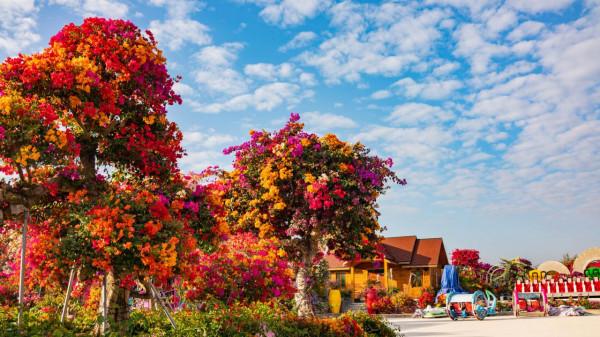 為什麼粵龍山被稱為三角梅王國？