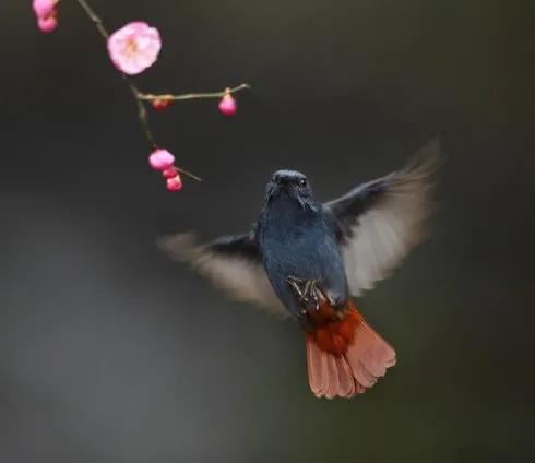分享圖片——鳥戀花 兒