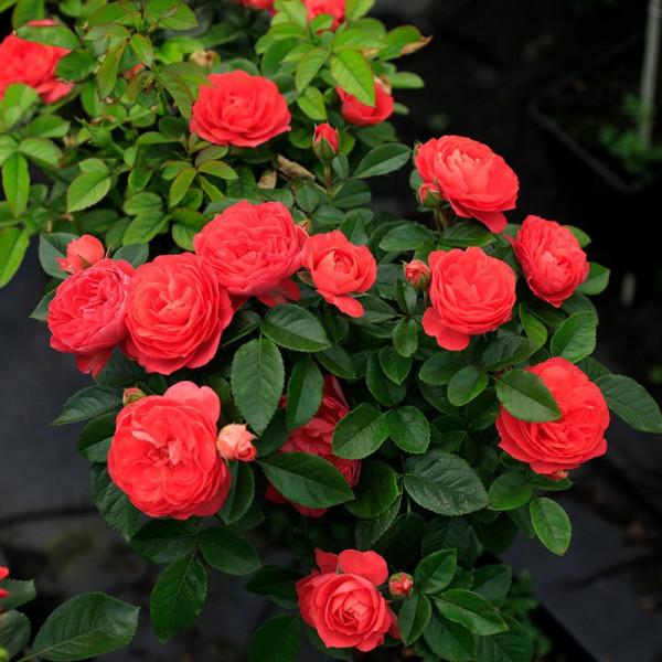 “24種”適合冬天種植的花草,現在種,來年春天花開滿園 “24種”適合冬天種植的花草,現在種,來年春天花開滿園
