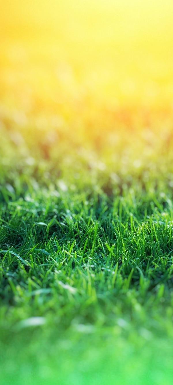 高畫質、完美、無水印的養眼綠植桌布，只送給懂行的你