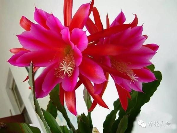 養這10種懶漢花,十天半月不澆水,照常枝繁葉茂,花開不斷 養這10種懶漢花,十天半月不澆水,照常枝繁葉茂,花開不斷