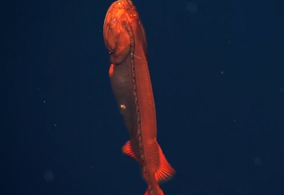蒙特利灣水族館研究所2021年珍稀深海生物攝影盤點