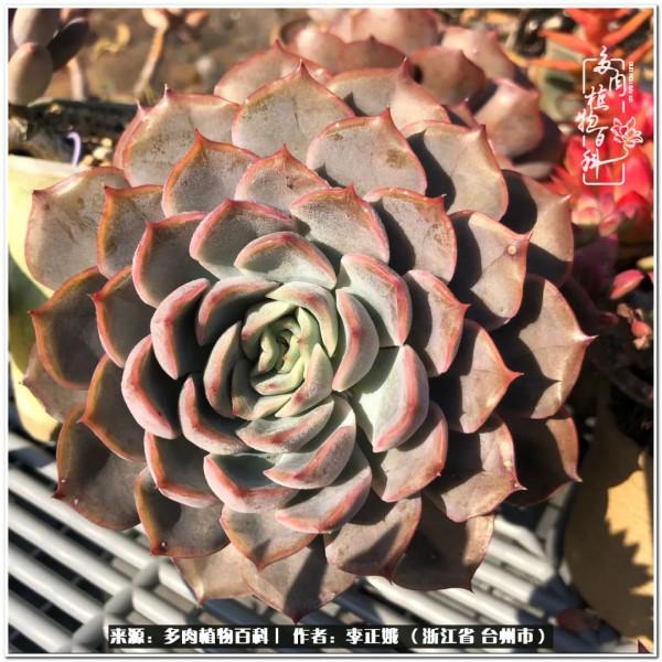 我的多肉，我的小世界