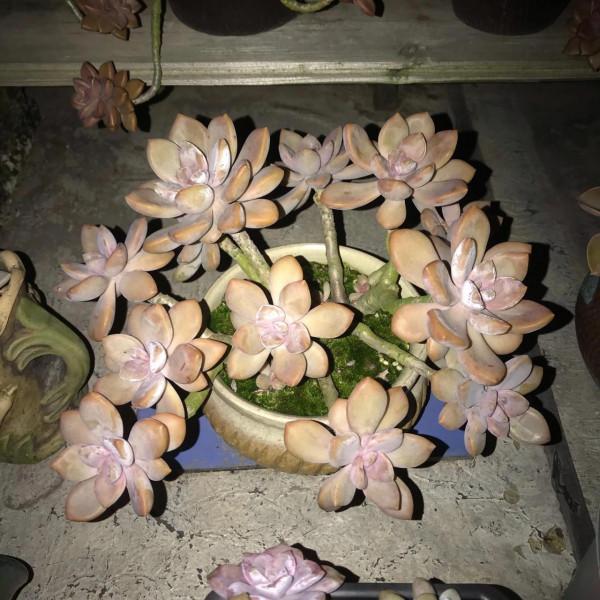 冬至前夕，晚上9點半的肉肉