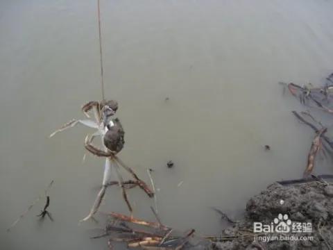 有趣的青蟹誘釣