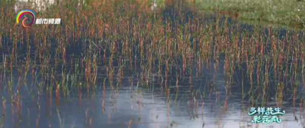 讓“候鳥”變“留鳥”納帕海溼地保護之下的變化