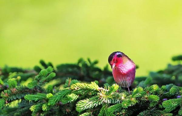 川西美景欣賞 川西美景欣賞