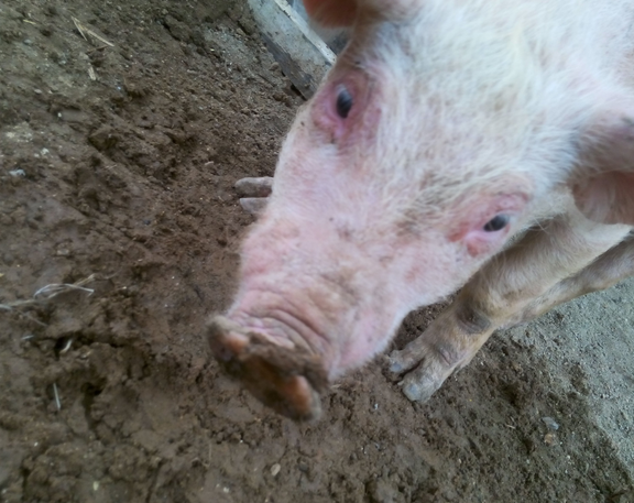 豬打噴嚏是什麼原因？引起豬打噴嚏有哪些原因？都總結在這了