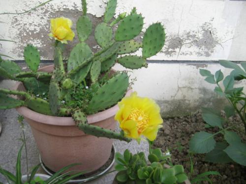 6種“懶人花”，看著很普通，養著很“實惠”，養得越久越覺得好