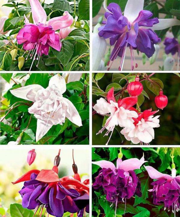 家裡光照少,可以養12種“陰性花”,“半陰地”更利於生長 家裡光照少,可以養12種“陰性花”,“半陰地”更利於生長