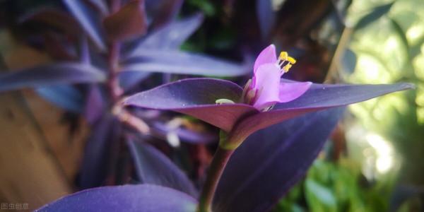 葉子美過花，簡單5個方面，輕鬆養好紫竹梅