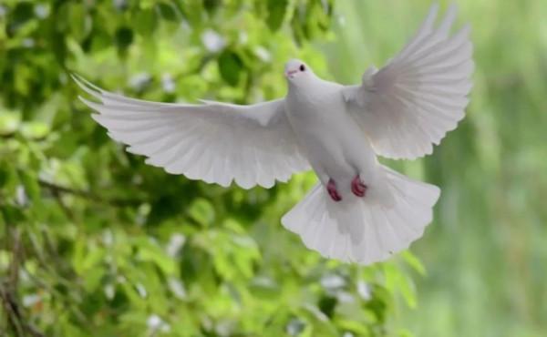 烏鴉和白鴿的愛情&hellip;&hellip;