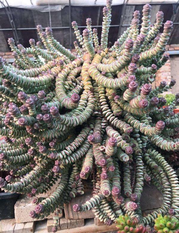 5種“有錢花”,滿盆“銅錢葉”,越養錢越多,有錢人家都愛養它 5種“有錢花”,滿盆“銅錢葉”,越養錢越多,有錢人家都愛養它