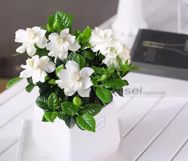 5種純潔的白色花卉,看一眼就想養一盆 5種純潔的白色花卉,看一眼就想養一盆