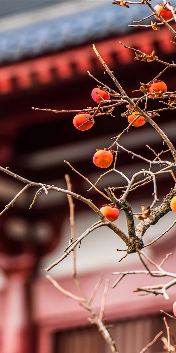 華清宮的初冬美景，驚豔了誰的時光？