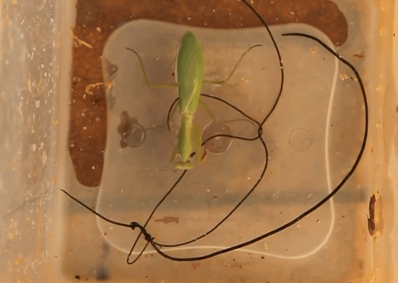 蚊子在地球上究竟有什麼用?如果全部滅絕,會有什麼嚴重後果? 蚊子在地球上究竟有什麼用?如果全部滅絕,會有什麼嚴重後果?