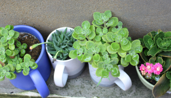 家庭養花場地小，不如就盆栽這4種，香味好聞，很容易養好