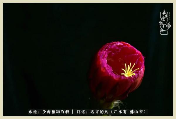 我若盛開，蝴蝶愛來不來