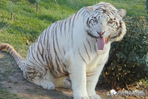 這樣與眾不同的&OpenCurlyDoubleQuote;大貓&rdquo;，你見過嗎