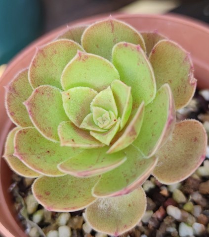 被雨露滋養的多肉