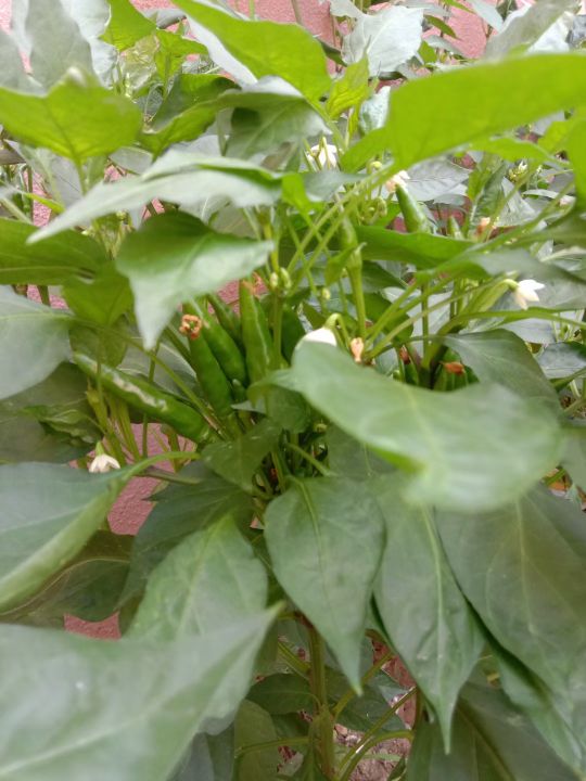 自己動手,豐衣足食,在家裡和車庫前面種的辣椒能自給自足啦 自己動手,豐衣足食,在家裡和車庫前面種的辣椒能自給自足啦