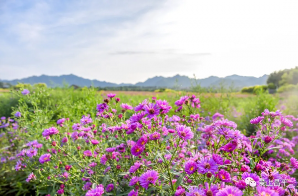 人間最美清秋天,來昌平這些免費遊玩地看看吧~ 人間最美清秋天,來昌平這些免費遊玩地看看吧~