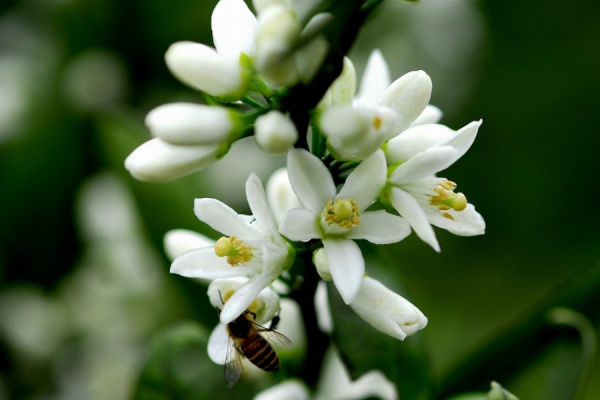 搞好種植不容易,想要高產看這裡!如何提高開花坐果率 搞好種植不容易,想要高產看這裡!如何提高開花坐果率