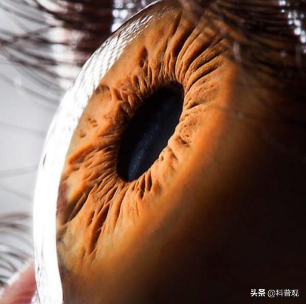 人類眼睛的秘密：人眼畫素高達5.76億，這到底意味著什麼？