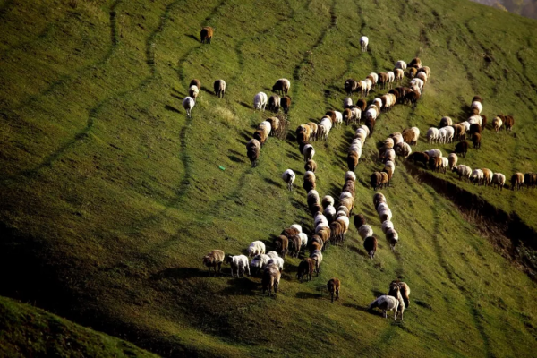 天山草原——伊犁河谷
